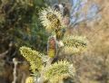 Salix atrocinerea